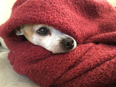 image for Helping Dogs with Thunder Phobia